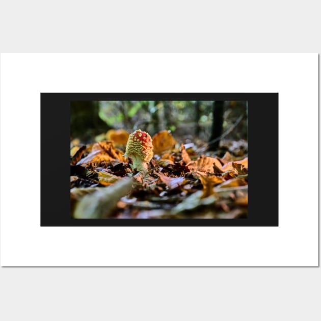 Fly agaric or fly amanita (Amanita muscaria) Wall Art by mbangert